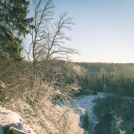 snowy winter forest landscape with snow covered trees and blue sky - instant vintage square photoの写真素材