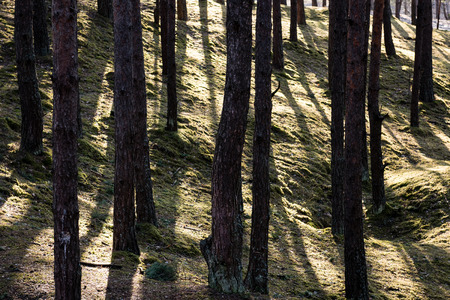 Old forest with moss covered trees and rays of sun in summerの写真素材
