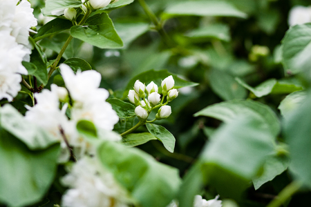 closeup of beautiful colored flowers with blur background natureの写真素材