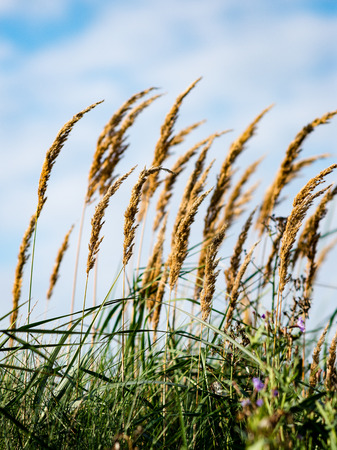 closeup of beautiful green plants with blur background natureの写真素材
