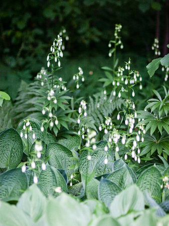closeup of beautiful green plants with blur background natureの写真素材