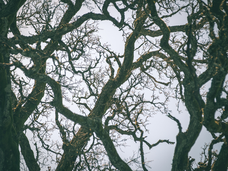 Old forest with moss covered trees and rays of sun in summer - vintage green retro effectの写真素材