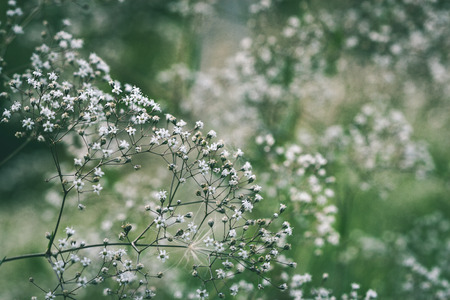 closeup of beautiful colored flowers with blur background nature - vintage green lookの写真素材