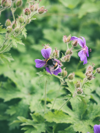 closeup of beautiful colored flowers with blur background nature - vintage green lookの写真素材