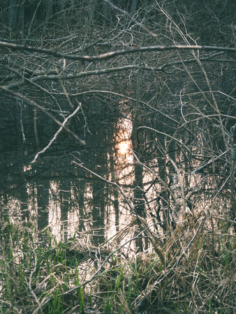 Old forest with moss covered trees and rays of sun in summer - vintage green retro effect