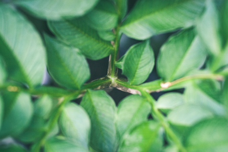 closeup of beautiful green plants with blur background nature - vintage green lookの写真素材