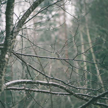 wet tree branches in winter forest with water drops and blurred background - instant vintage square photoの写真素材
