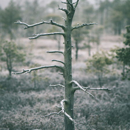 lonely tree in frosty winter bog with frozen nature - instant vintage square photoの写真素材