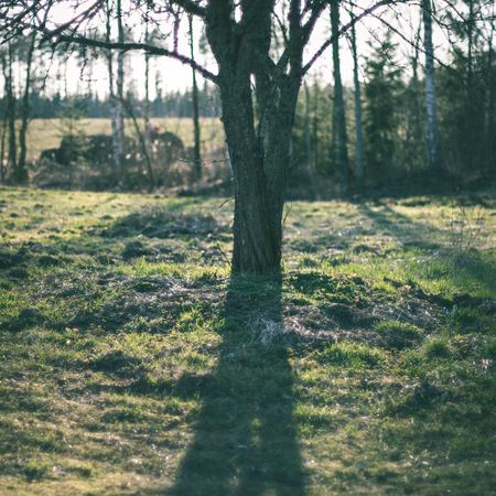 spring tree with shadows and bright sky in background - instant vintage square photoの写真素材