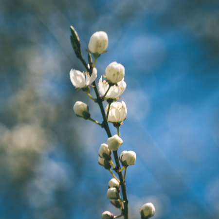 apple tree blossoms in the spring on blue sky background - instant vintage square photo