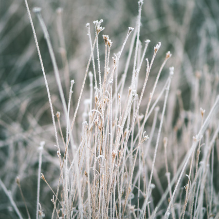 frozen abstract tree branches and plants in winter snow - instant vintage square photoの写真素材