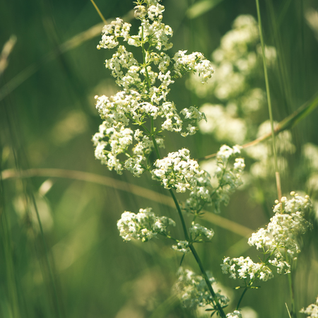 Green spring foliage in country with white flowers and water drops - instant vintage square photoの写真素材