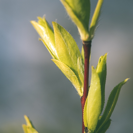 spring blossoms and leaves on blur background in country - instant vintage square photoの写真素材
