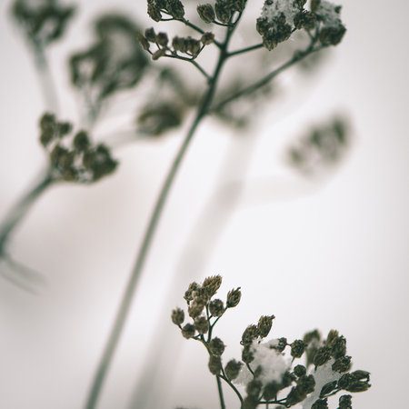frozen abstract tree branches and plants in winter snow - instant vintage square photoの写真素材