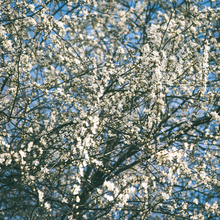 apple tree blossoms in the spring on blue sky background - instant vintage square photoの写真素材