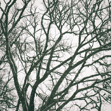 frozen abstract tree branches and plants in winter snow - instant vintage square photoの写真素材