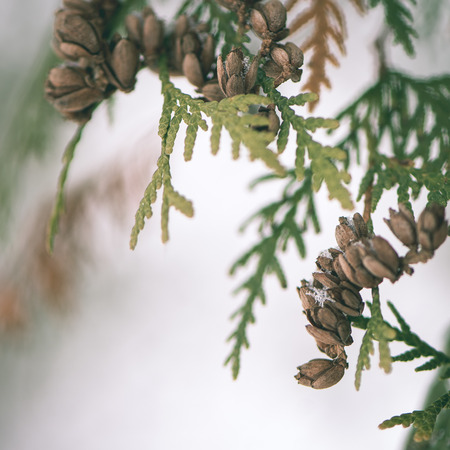 frozen abstract tree branches and plants in winter snow - instant vintage square photoの写真素材