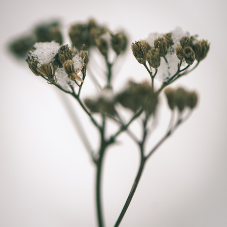 frozen abstract tree branches and plants in winter snow - instant vintage square photoの写真素材