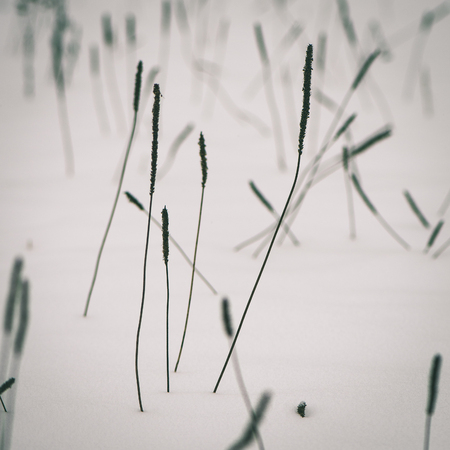 frozen abstract tree branches and plants in winter snow - instant vintage square photoの写真素材