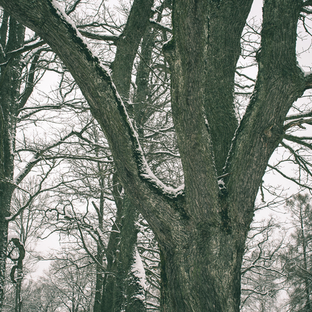 beautiful snowy winter landscape with trees and white  sky - instant vintage square photoの写真素材