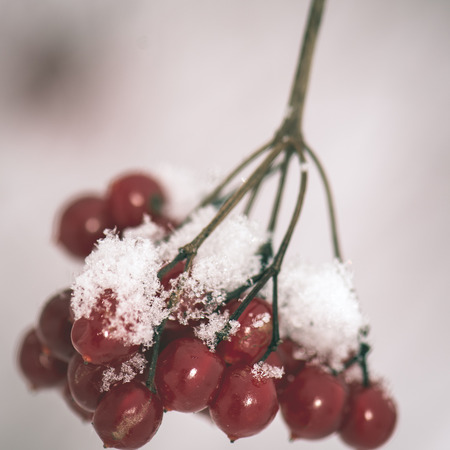 red berries in the snow with frost and blur background - instant vintage square photoの写真素材