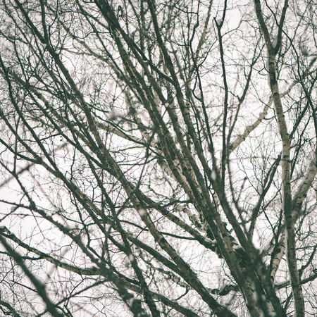 beautiful snowy winter landscape with trees and white  sky - instant vintage square photo