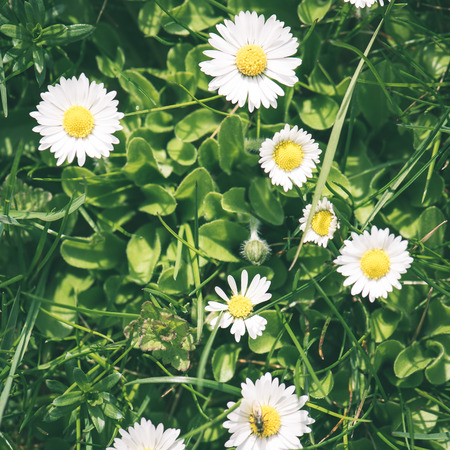 spring flowers on green background with plants and braches - instant vintage square photoの写真素材