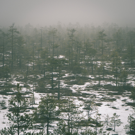 winter rural scene with fog and white fields and frost. latvia - instant vintage square photoの写真素材