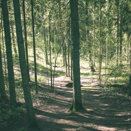 sunny tourist trail in the woods in spring at the countryside - instant vintage square photo
