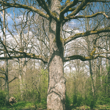 forest details in spring with sun rays and fog - instant vintage square photo