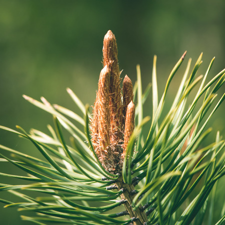 pine tree blossoms in spring on blur background - instant vintage square photo