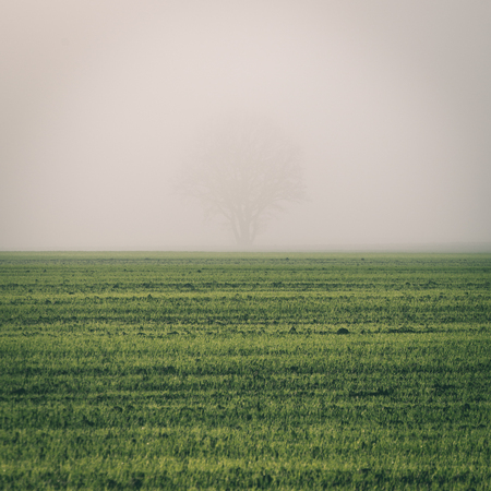 beautiful green meadow in heavy mist with lonely trees - instant vintage square photoの写真素材