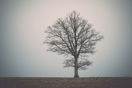 lonely tree in the field. Vintage effect.の写真素材