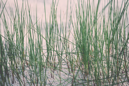 green grass in the dunes by the sea - retro, vintage style lookの写真素材