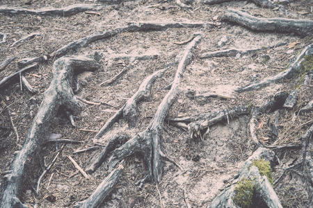 trail in the woods near sea in the dunes - retro, vintage style lookの写真素材