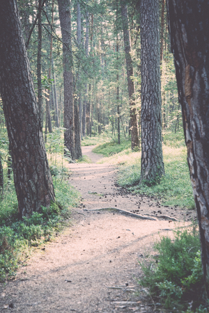 trail in the woods near sea in the dunes - retro, vintage style look