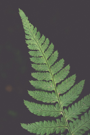 fern in the forest - retro, vintage style lookの写真素材
