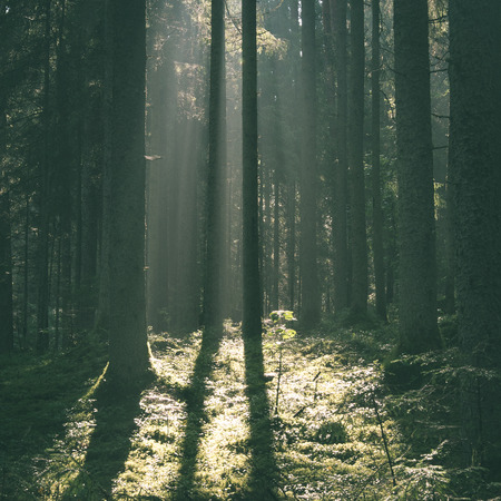 forest road with sun rays in the morning in the countryside - instant vintage square photoの写真素材