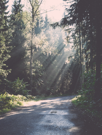forest road with sun rays in the morning in the countryside - retro, vintage style lookの写真素材