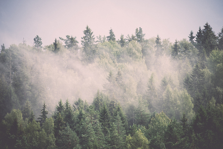 misty forest after the rain in summer - retro, vintage style lookの写真素材