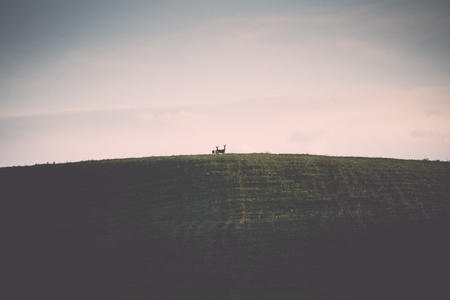 couple of deers standing on the hill - retro, vintage style lookの写真素材