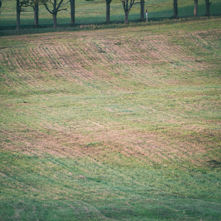 row of trees with field in foreground - instant vintage square photoの写真素材