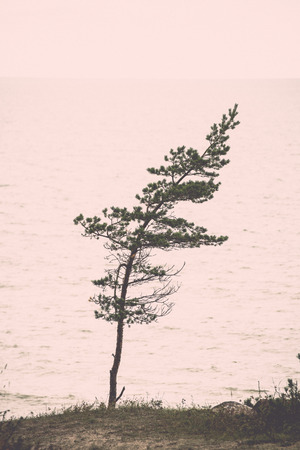 rocky beach in the baltic sea with plants and skyline - retro, vintage style lookの写真素材