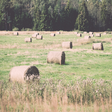rolls of hay in green field in country - retro, vintage style lookの写真素材