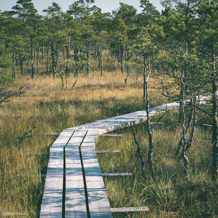 Beautiful tranquil landscape of misty swamp lake with mist and boardwalks - instant vintage square photoの写真素材