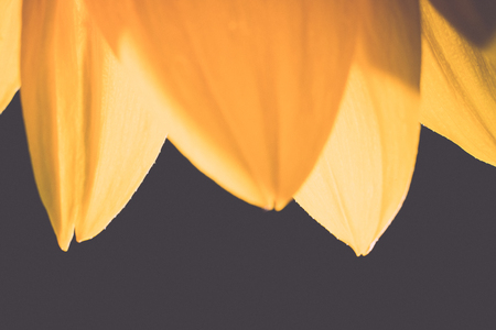 Beautiful defocus blur background with tender flowers - retro, vintage style lookの写真素材