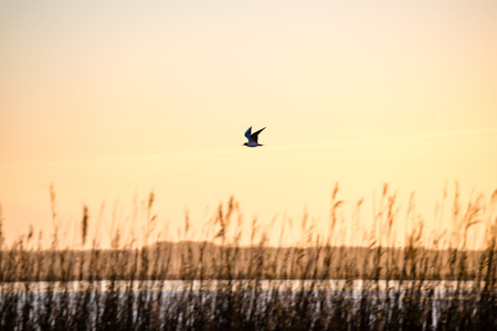 birds nesting and flyingover the city lake in sunrise colors. liepaja, Latviaの写真素材