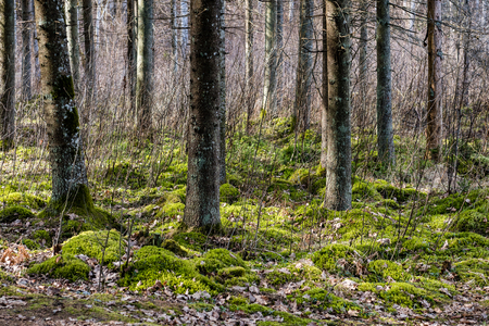 Old forest with moss covered trees and rays of sun in summerの写真素材