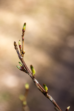 tree blossoms and first leaves in early spring on a brown backgroundの写真素材