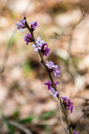 sunny meadow with flowers and green grass in spring at countrysideの写真素材